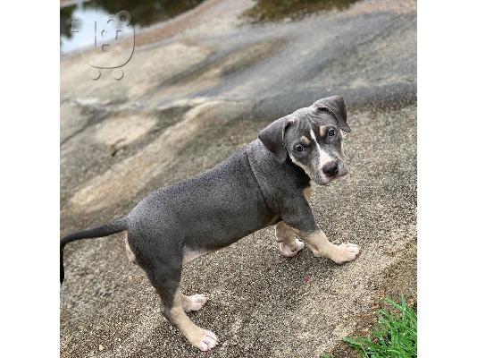 PoulaTo: X μάζα αμερικανικό pit bull terrier